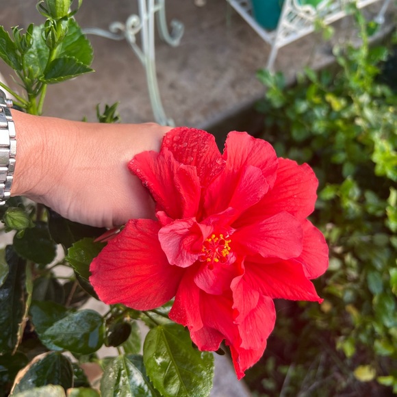 🌸 🌺 - Picture 6 of 16